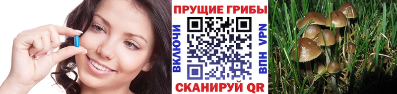 наркотики  Малая Вишера  KRAKEN зеркало  Галлюциногенные грибы Psilocybine cubensis 